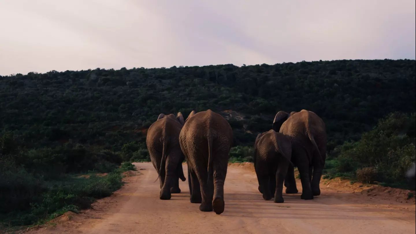 Addo Elephant National Park